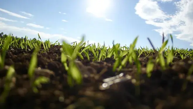 660_pexels_seedlings.jpg